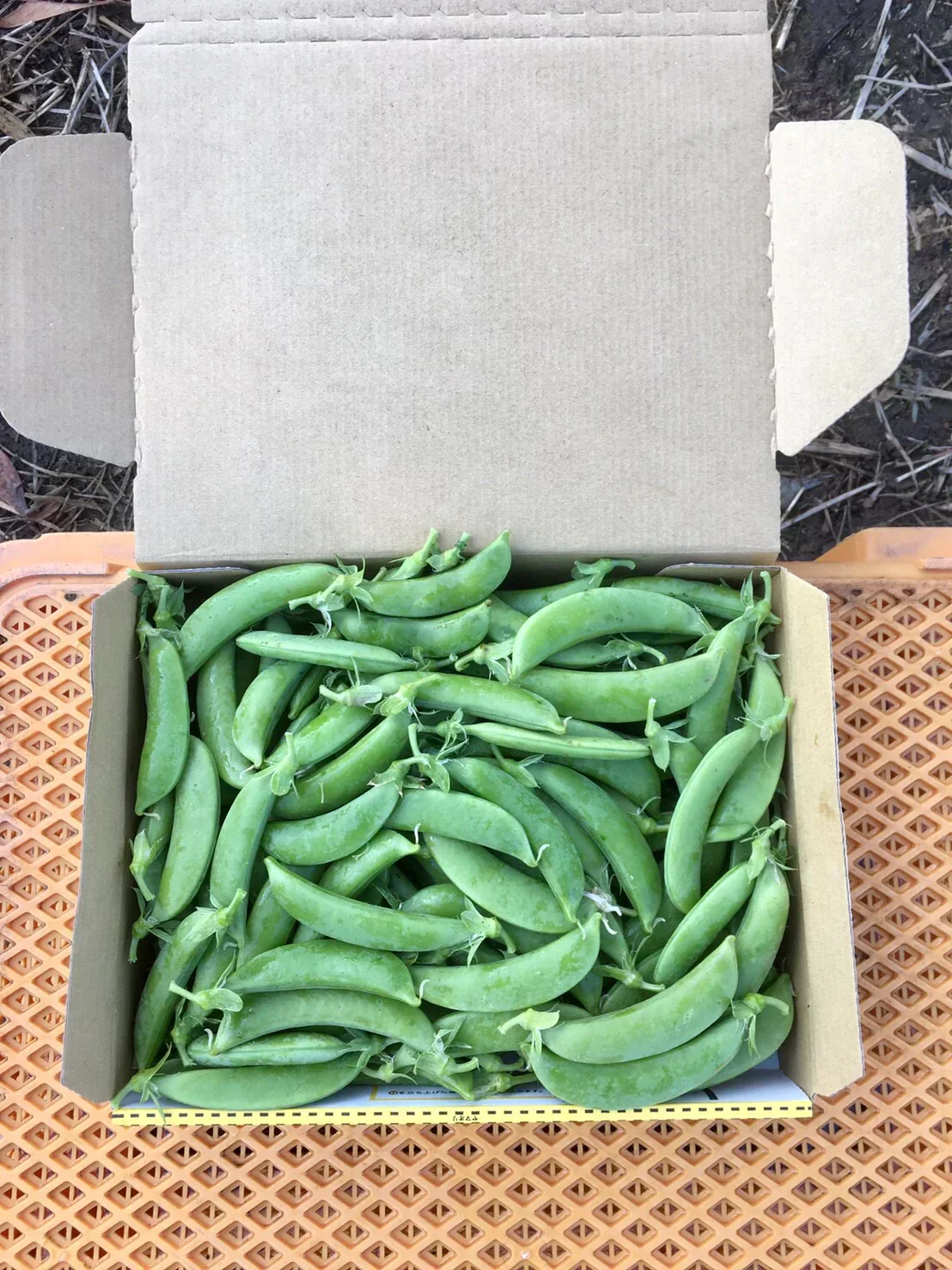 【鹿児島産】甘塩スナップエンドウ箱込み1キロ^_^