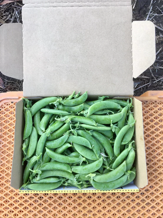 【鹿児島産】甘塩スナップエンドウ箱込み1キロ^_^