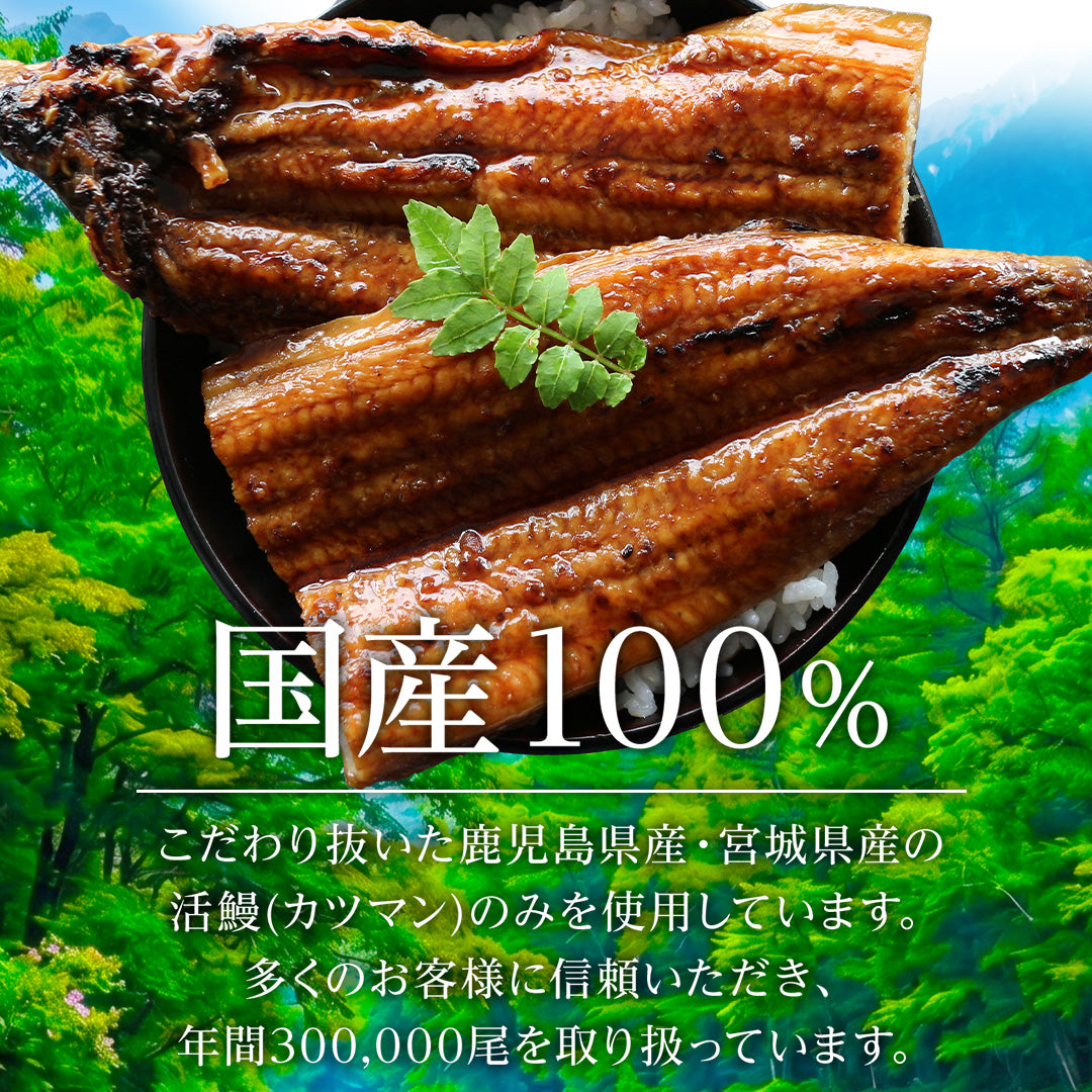特大うなぎ蒲焼 約200ggｘ3本  九州産