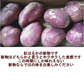 訳あり 紅はるか 箱込10キロ(9kg+保証分500g) 新物 サイズおまかせ さつまいも 蜜芋 熊本産 送料無料
