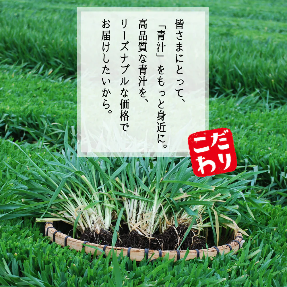 乳酸菌 国産青汁 63g (3g×21包) 3週間分　[ 青汁 飲みやすい 酵素 健康 ダイエット 国産 乳酸菌 100億個 食物繊維 おためし] K