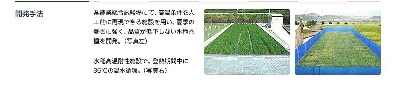 米 2kg 福岡県産「元気つくし」福岡の自信作 金のめし丸 令和7年産 研ぐお米 九州産 数量限定 送料無料