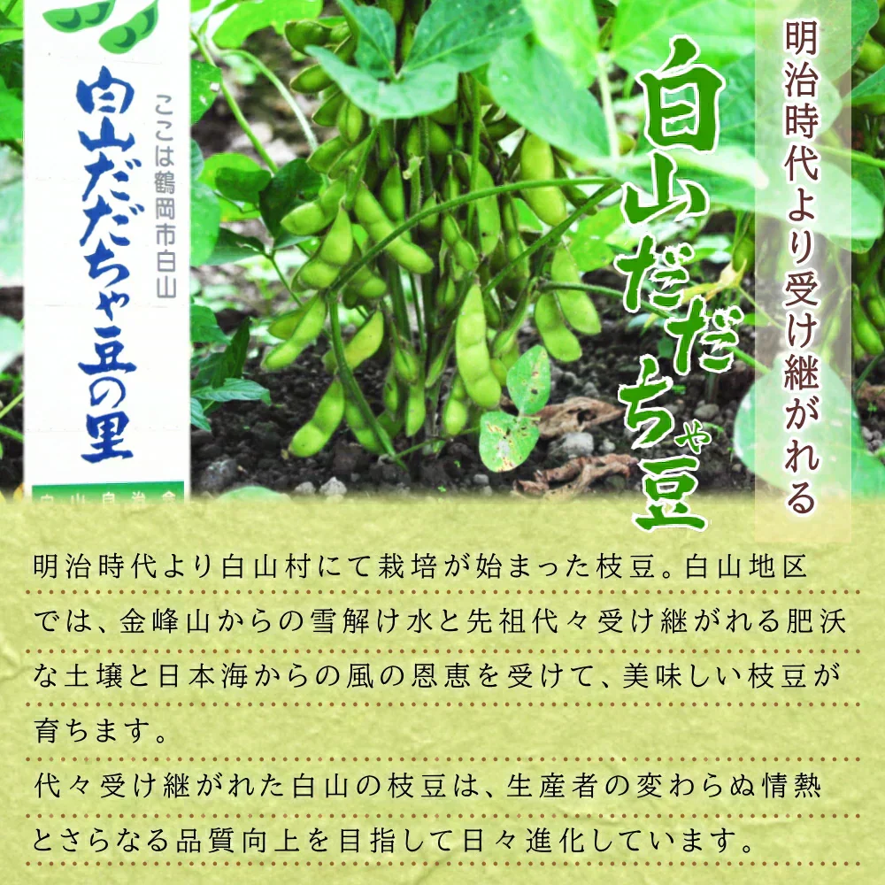 【8月中旬～9月上旬頃発送】白山 だだちゃ豆 1kg 枝豆 えだまめ まめ マメ 生豆