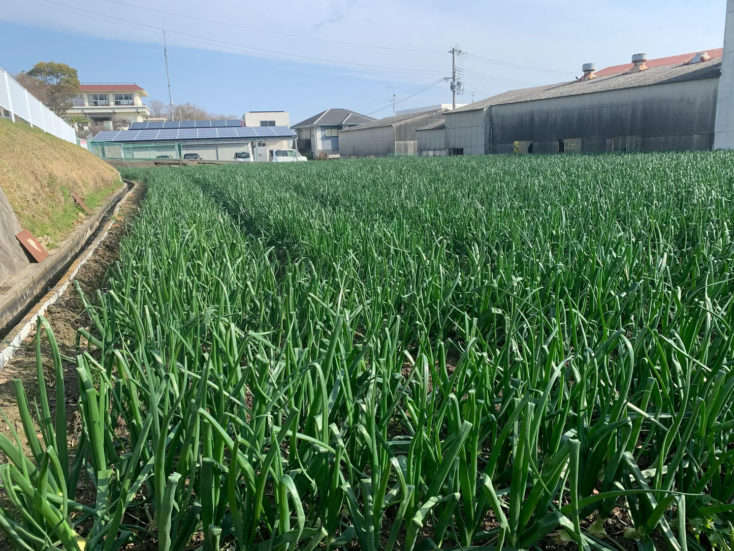 訳あり新玉ねぎ5kg🧅シャーロットオニオン　今が旬 淡路島極熟玉葱 送料無料 たまねぎ タマネギ