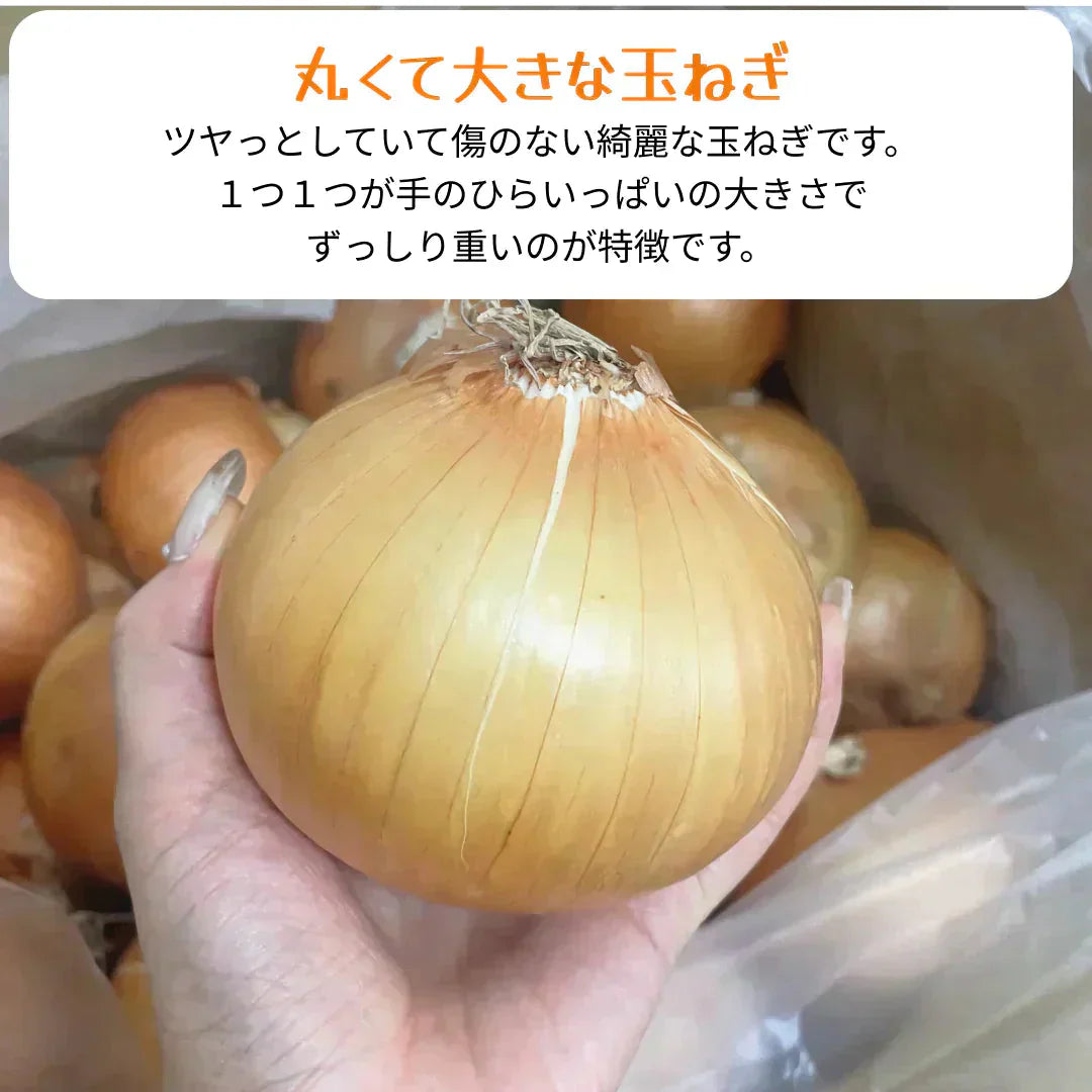 【5人限定送料こみ1000円】つやつやたまねぎ 5kg