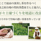 日本橋いなば園 静岡深蒸し茶 掛川茶 100g メール便 送料無料