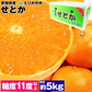 せとか みかん 5kg 愛媛県産 JAえひめ中央 柑橘 大トロ 高級 フルーツ ギフト 常温便【フレッシュセール】