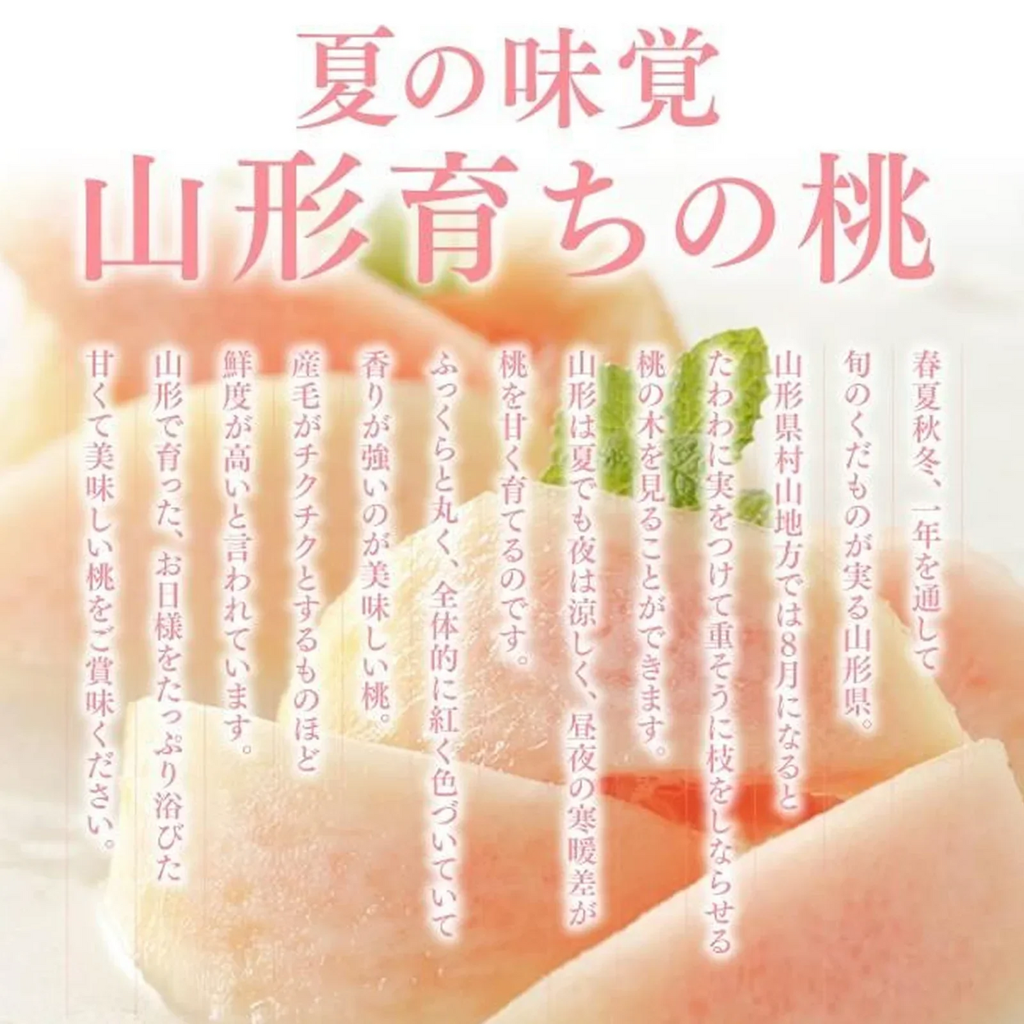 【順次出荷中！】 ご自宅用 訳あり 桃 白桃 約2kg 山形県産 旬の品種を厳選セレクト pc05