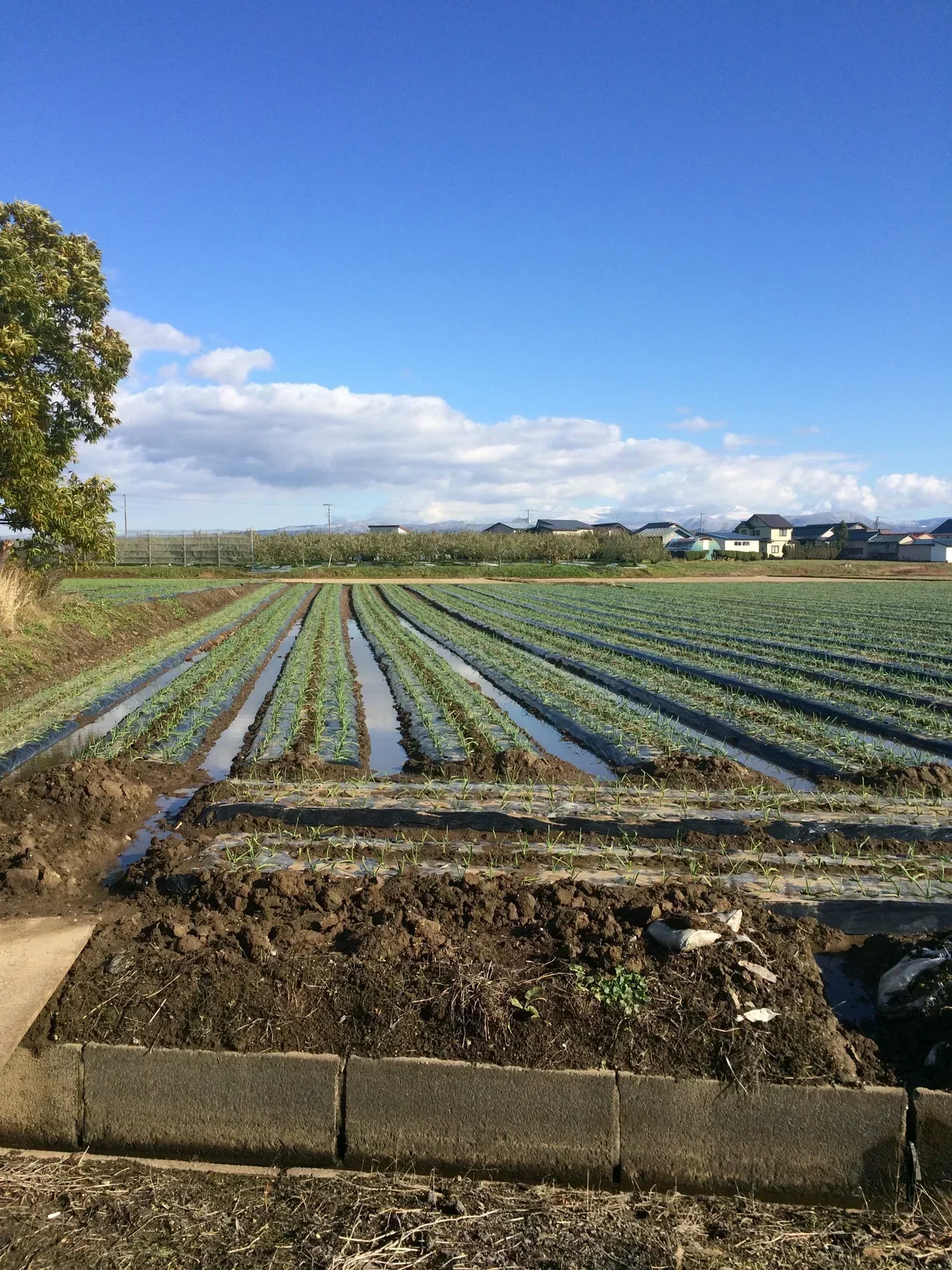 【わけあり品】青森県産ホワイト六片種にんにく 令和5年度産 新物 バラ 500g【高糖度】