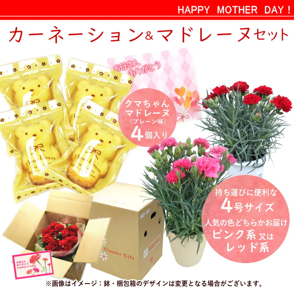 【遅れてゴメン母の日ギフト順次発送】鉢植えカーネーション4号鉢とくまちゃんマドレーヌ4個詰合せラッピング母の日カード付き！可愛いくまちゃんマドレーヌとカーネーション（ピンク系又はレッド系）をお届け