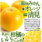 みかん　大分産　清見オレンジ　1.5kg　ご家庭用（発送予定：2025年3月上旬より）