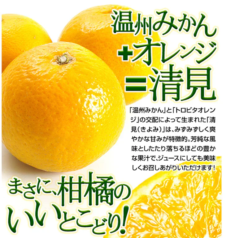 みかん　大分産　清見オレンジ　1.5kg　ご家庭用（発送予定：2025年3月上旬より）