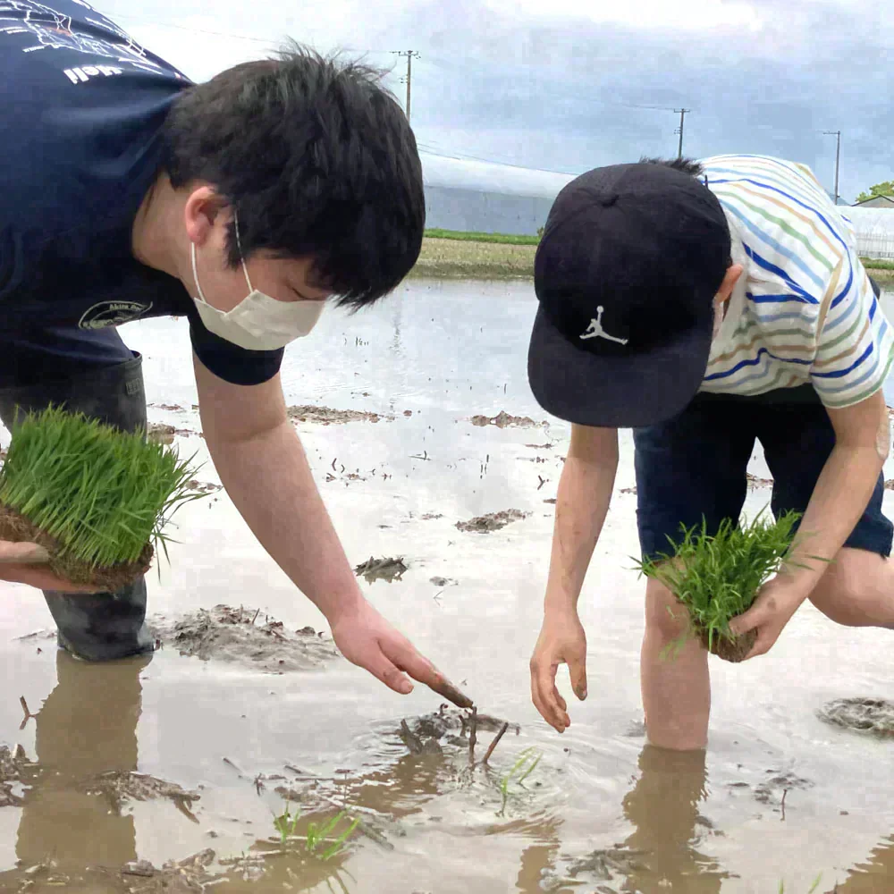 山形県産 つや姫 精米20kg（5kg×4袋）令和7年産 古代米プレゼント付き