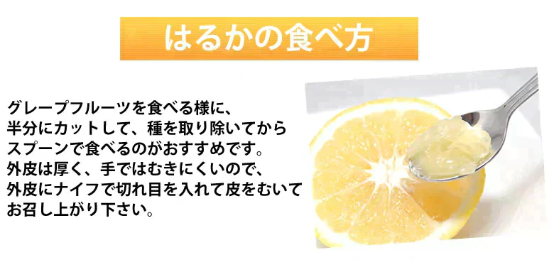 はるか みかん 10kg 箱込（内容量9kg＋補償分500g) 送料無料 訳あり 無選別 熊本県産 はるかみかん ミカン 蜜柑