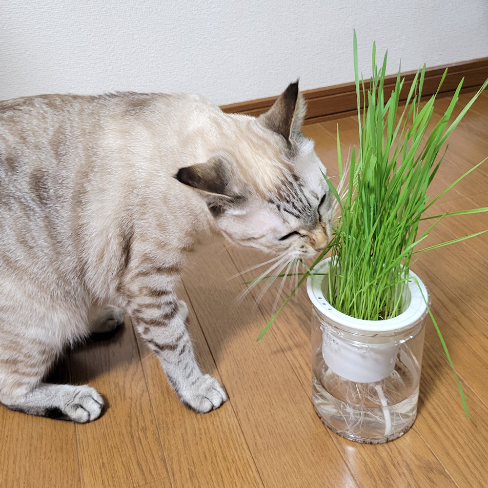 猫草 水耕栽培 ねこ草栽培セット（10回分）種20g ジフィ10個 容器2個[発送は翌年1月～となります。]