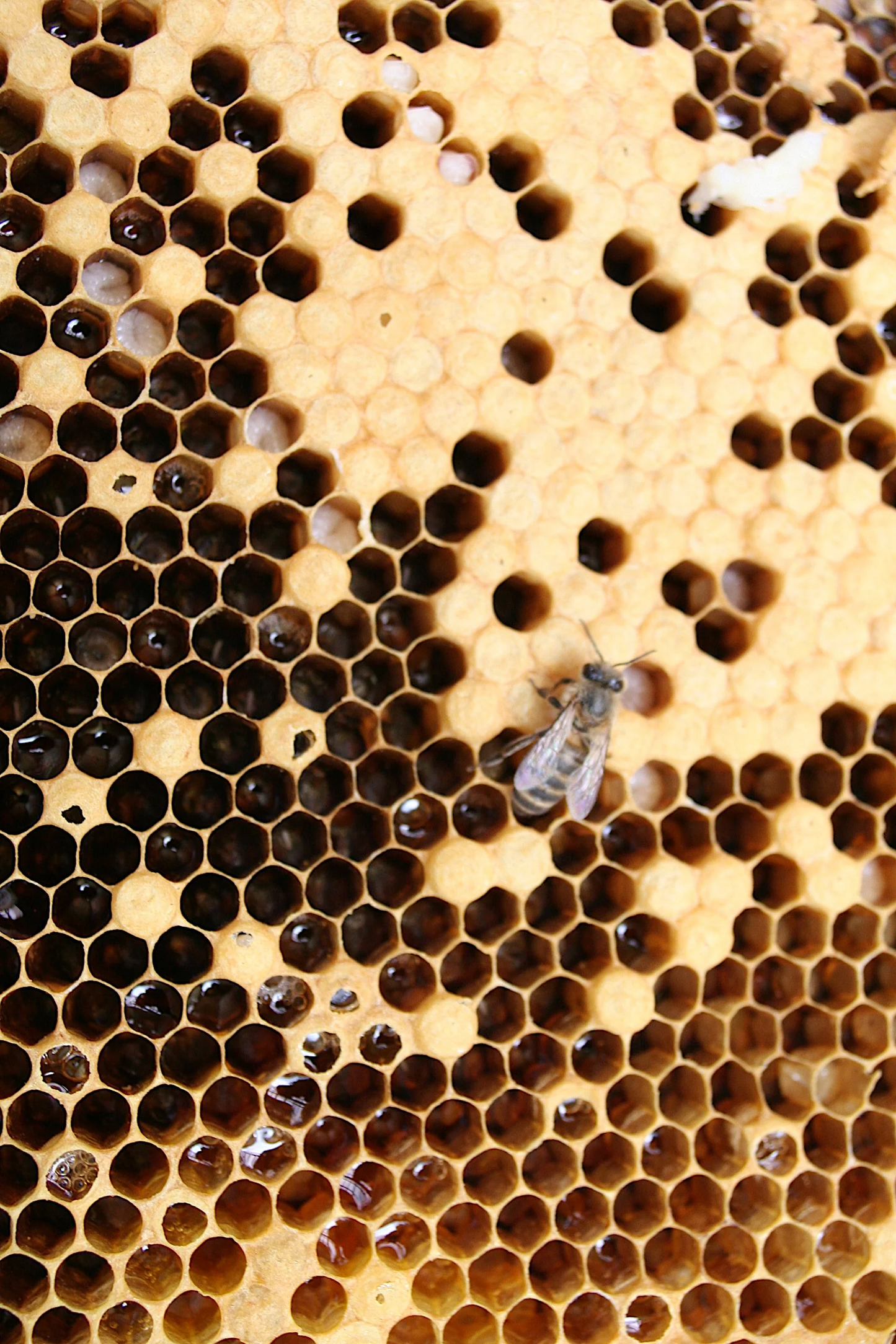 SHIMANTO LOCAL HONEY　80g