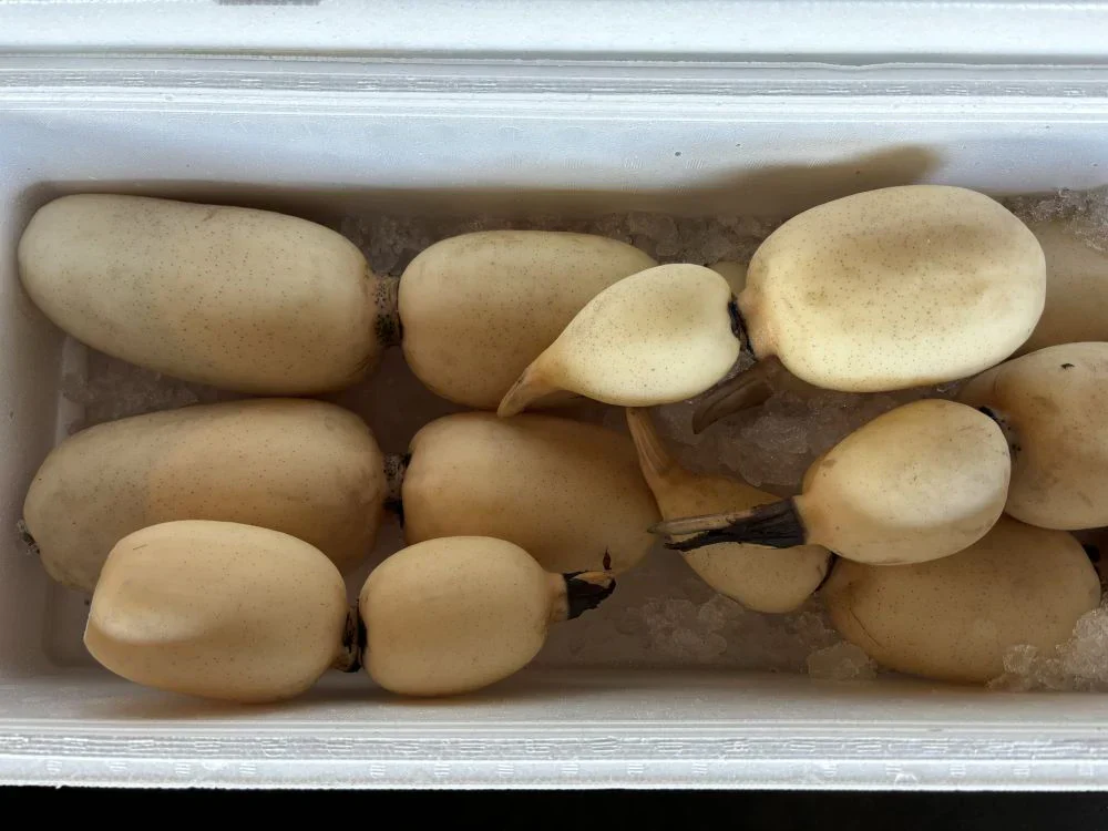 れんこん ギフト 霞ヶ浦れんこん 約2kg レンコン 蓮根 贈答用 国産 茨城県産 土浦