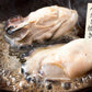 カキ 牡蠣 広島 むき身 かき 剥き身 Lサイズ 1kg 大粒 1キロ 大きい 美味しい 広島かき 冷凍牡蠣 広島カキ 冷凍 広島牡蠣 （解凍後850g/大粒Lサイズ/約40粒前後） 広島県産 グルメ ［送料無料］ 母の日 プレゼント ギフト  母の日思いの 健康 実用的 父の日 子供 孫