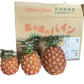 ピーチパイン　1.8ｋｇ（2〜5本）　西表島産　アララガマ農園　ソフトタッチ　ミルクパイン　パイナップル　パイン　60サイズ