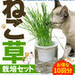 猫草 水耕栽培 ねこ草栽培セット（10回分）種20g ジフィ10個 容器2個[発送は翌年1月～となります。]