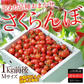 【6月中旬-7月中旬頃発送】山形産 訳あり さくらんぼ Mサイズ 約1kg バラ詰め