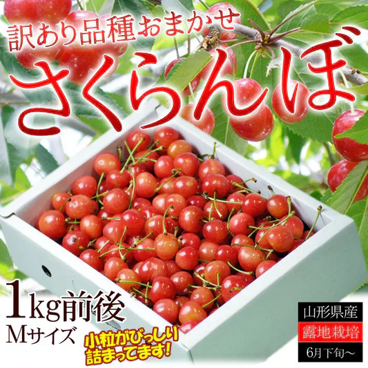 【6月中旬-7月中旬頃発送】山形産 訳あり さくらんぼ Mサイズ 約1kg バラ詰め