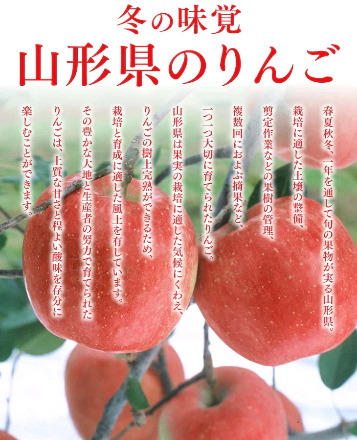 【11gatu 】りんご 訳あり 山形県産 約10kg(玉数おまかせ) 送料無料 品種おまかせ バラ詰め ※一部地域は別途送料追加 フルーツ 果物 果物 順次発送 ap13