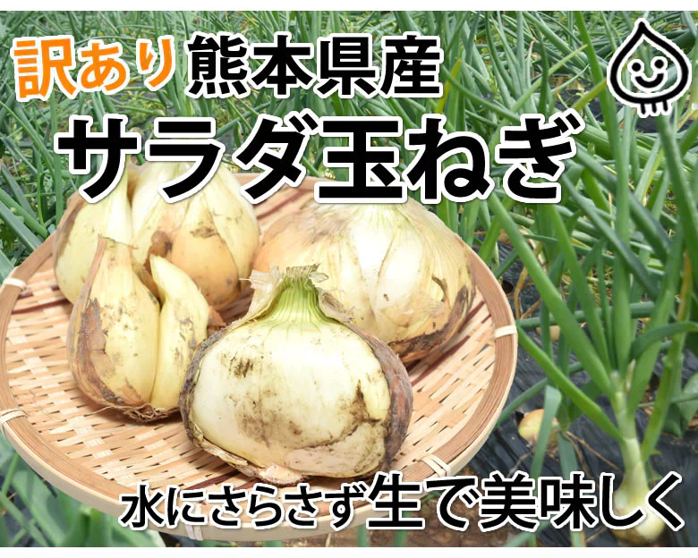 玉ねぎ サラダ玉ねぎ 訳あり 送料無料 10kg 箱込 (内容量9kg+不良補償分500g)  2S〜3L 熊本県産 お取り寄せ お取り寄せグルメ 玉葱 たまねぎ 野菜