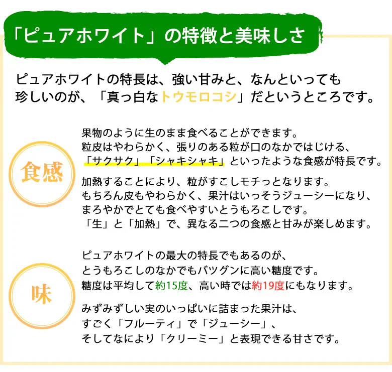 とうもろこし ピュアホワイト 送料無料 約3kg 8～12本入り 九州産 白いとうもろこし 極甘フルーツコーン スイートコーン 雪の妖精