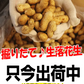 【数量限定】千葉県産　おおまさり　生落花生　1㎏　有機栽培