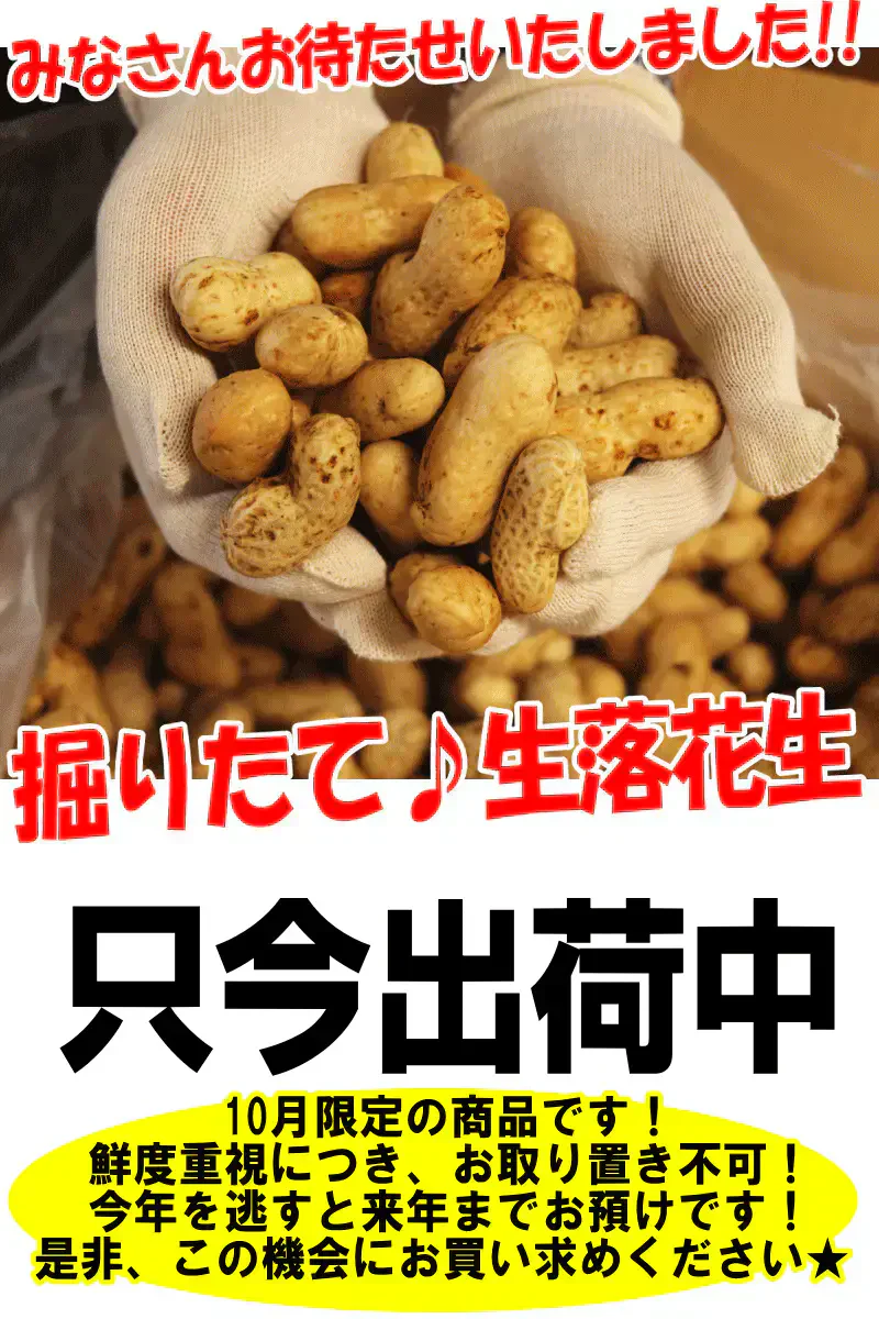 【数量限定】千葉県産　おおまさり　生落花生　1㎏　有機栽培