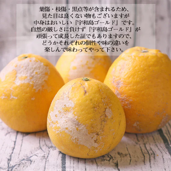 宇和島ゴールドと甘夏のさっぱりＷセット　10kg（各5kgずつ）（f ゴ05甘05）（葉傷・枝傷・黒点のあるものが含まれます）（愛媛県産）（送料無料）河内晩柑 美生柑 愛南ゴールド 夏文旦 甘夏 みかん