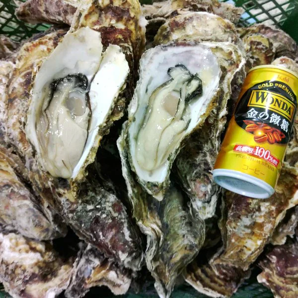 デカい牡蠣 殻付き 牡蠣 ３年牡蠣 １０ｋｇ 冷凍便 送料無料１０キロ 松島牡蠣屋 宮城県産 殻付き牡蠣 殻付き 殻付 カキ 加熱用 松島牡蠣屋 無選別牡蠣 牡蛎 ＢＢＱ バーベキュー食材 海産物 牡蠣通販 「３年牡蠣 １０ｋｇ」