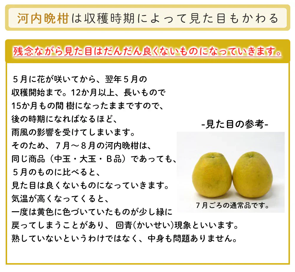 河内晩柑 Ｂ級品 (4kg) ※中玉・大玉MIX 訳あり  晩柑 ご家庭用 箱買い B品 サイズミックス 柑橘 みかん フルーツ 果物 産地直送 愛媛県産