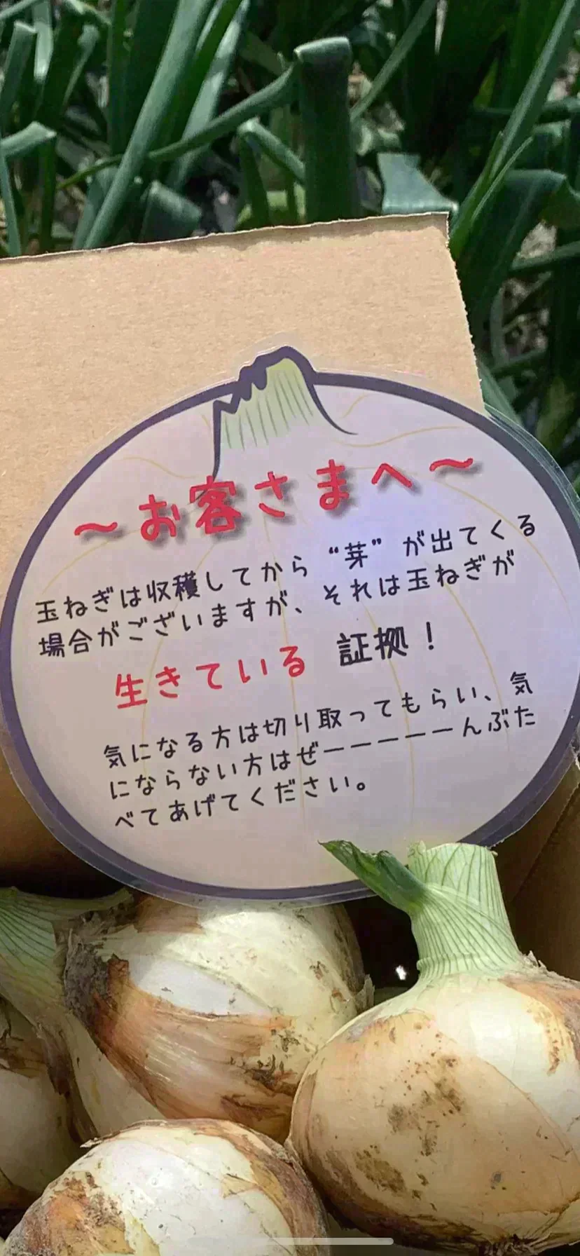 感謝祭❣️新玉ねぎ4kg🧅シャーロットオニオン🧅淡路島極熟玉葱🧅