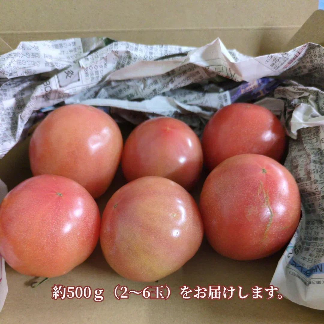 【予約商品・2026年10月初旬ごろ順次発送～2027年2月末までに発送】国産！家計応援価格！規格外品 中～大玉トマト 約500g（最低300g以上）(2玉～6玉) 【カウシェファーム収穫対象商品】