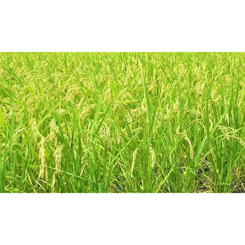 【3人シェア買いでお得】那賀町相生産 あきさかり 白米 10kg【お届け不可地域：北海道・沖縄・離島】