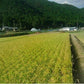 【3人シェア買いでお得】那賀町相生産 あきさかり 玄米 10kg【お届け不可地域：北海道・沖縄・離島】