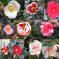 とくしま花椿（椿油）10ml 【送料込み】【お届け不可地域：北海道・沖縄・離島】【着日指定不可】