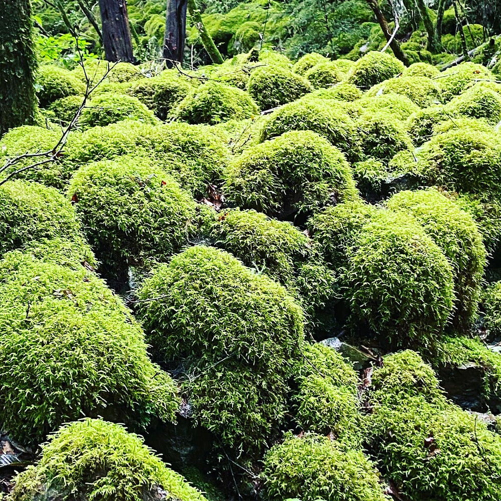 上勝柚香（ゆこう）精油【送料込み】【お届け不可地域：北海道・沖縄・離島】【着日指定不可】