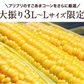 【TVで紹介】とうもろこし 卯野農場 すごあまこーん 12本入り 【3L~Lサイズ / 約3.6kg-4.8kg前後】  朝採り スイートコーン 《7-14営業日以内に発送予定（土日祝除く）》