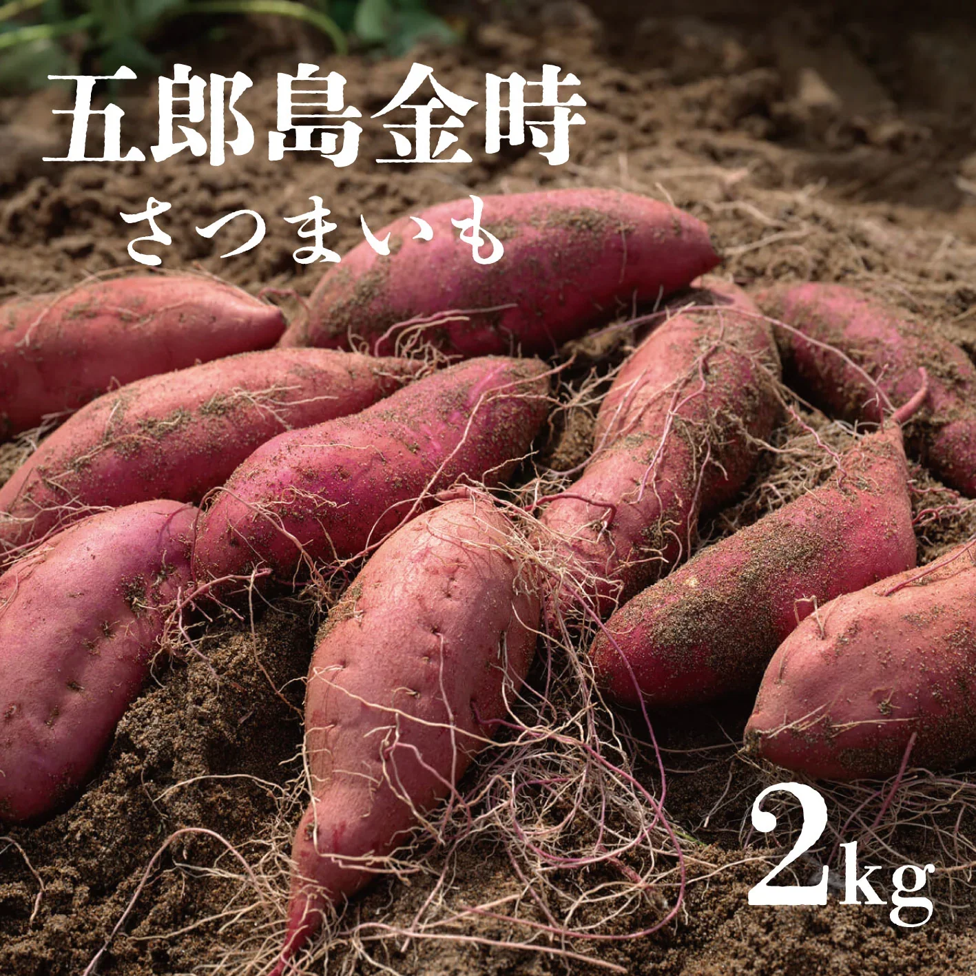 【大人気！箱いっぱい！五郎島金時　2キロ　詰め合わせ　さつまいも　甘くておいしいさつまいも】豊洲市場買い付け！　五郎島金時2㎏