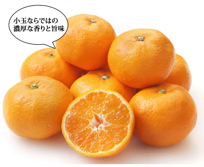 みかん ハウスみかん 送料無料 2kg 熊本県産 蜜柑 ミカン 温室みかん ギフト 贈答 御中元 フルーツ