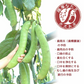 薬用 薩摩なた豆はみがき 爽 125g◆なたまめ 刀豆 ナタマメ 歯磨き粉 はみがき粉 ハミガキ粉 歯周炎 歯槽膿漏 口臭 予防 対策 防止 日本製 国産