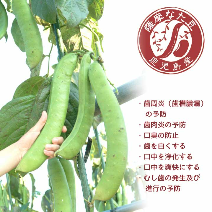 薬用 薩摩なた豆はみがき 爽 125g◆なたまめ 刀豆 ナタマメ 歯磨き粉 はみがき粉 ハミガキ粉 歯周炎 歯槽膿漏 口臭 予防 対策 防止 日本製 国産