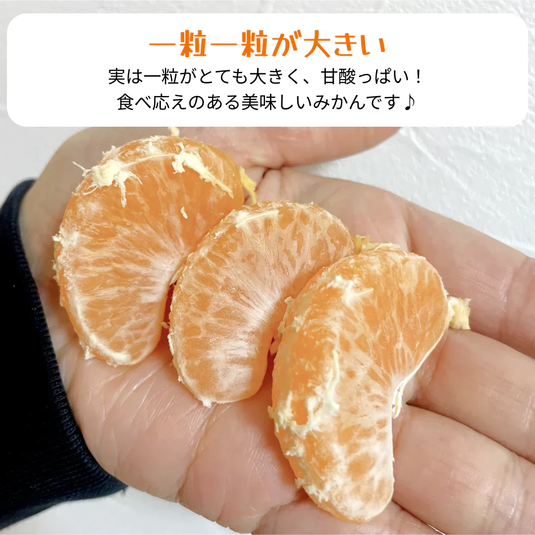 【極 / 濃厚】和歌山県 有田みかん 5キロ