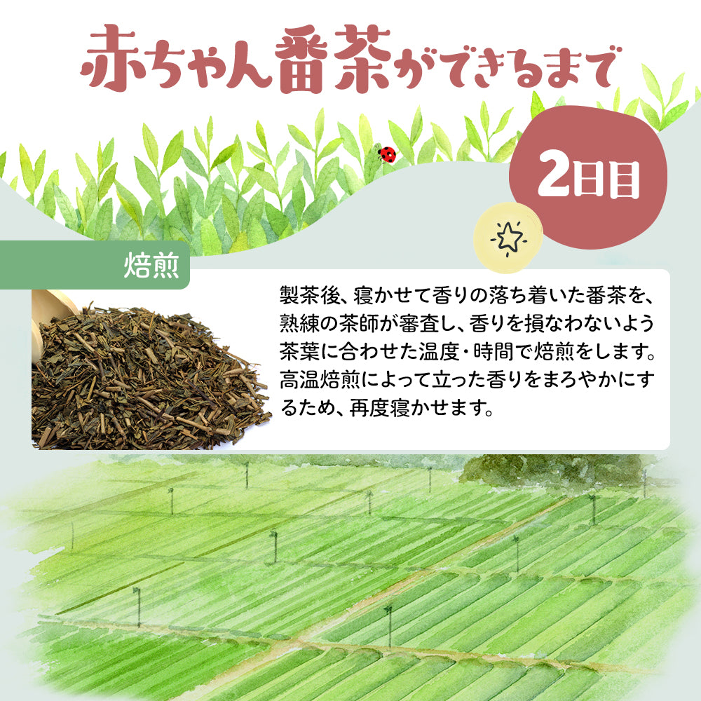 太陽さんさん 赤ちゃん番茶 ティーバッグ 5ｇ×50個入 ノンカフェイン ほうじ茶 マタニティ  水出し お茶 妊婦 カフェインフリー 赤ちゃん お茶 ティーパック 飲料 ベビー飲料 妊婦 妊娠 ママ 送料無料 パック