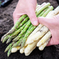 ホワイトアスパラガス 北海道 朝採れ 1kg 食べ比べ ホワイトアスパラ 500g グリーンアスパラ 500g 羊蹄山 産地直送 冷蔵便 同梱不可 指定日不可 産直