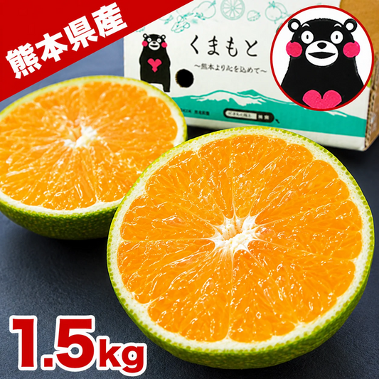 産地直送 熊本県産 みかん 訳あり 1.5㎏ 小玉みかん 送料無料 熊本ミカン 大玉 小玉 サイズ不選別 規格外 果物 柑橘 九州 訳アリ 蜜柑 みかん  《10月中旬ー11月下旬頃に出荷予定》