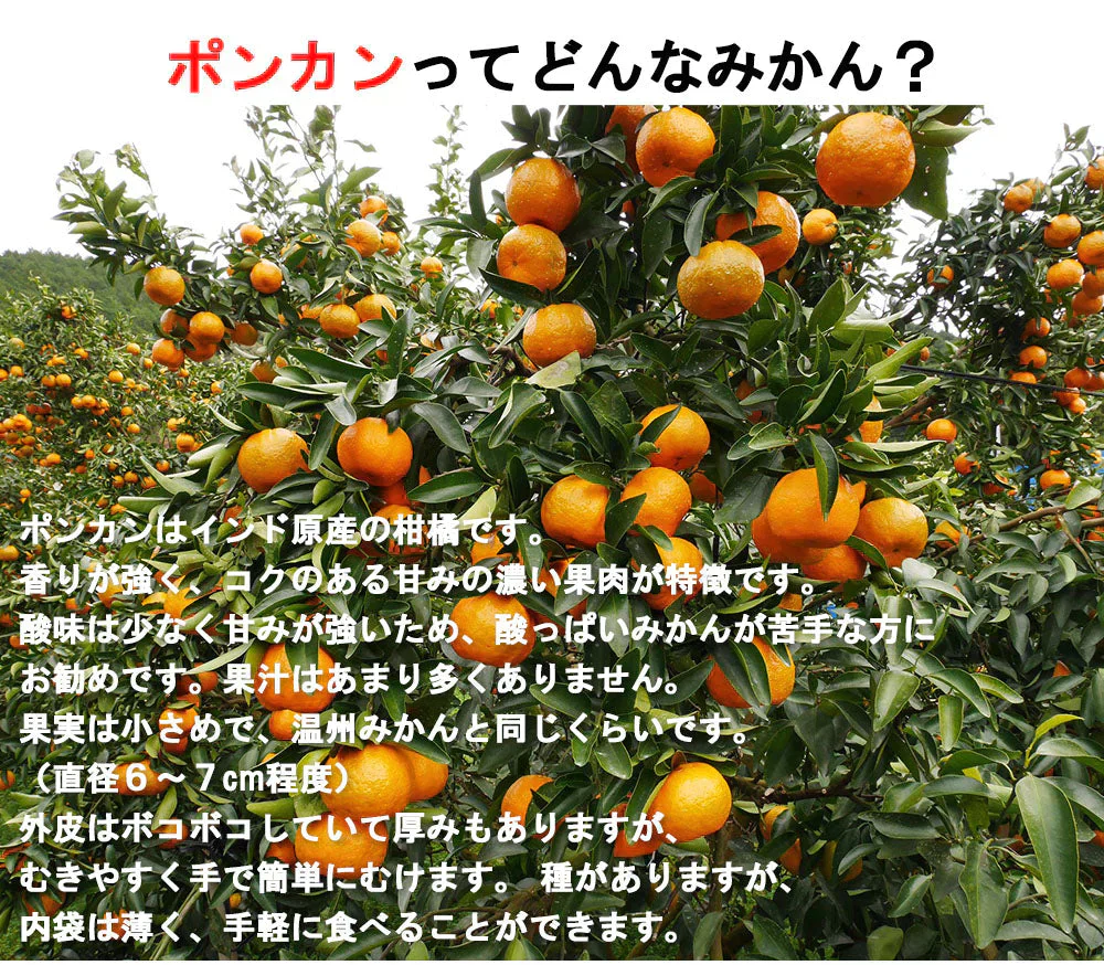 ポンカン 愛媛 箱買い 5kg 送料無料 ご家庭用 サイズミックス みかん 蜜柑 産地直送 愛媛県産 YDF-002